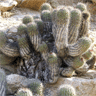 Copiapoa decorticans