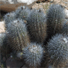 Copiapoa coquimbana fma de Trapiche