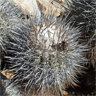 Copiapoa coquimbana fma de Trapiche