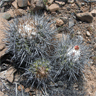 Copiapoa coquimbana fma de Trapiche