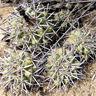 Copiapoa coquimbana var alticostata