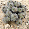 Copiapoa coquimbana var alticostata