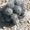 Copiapoa coquimbana var fiedleriana