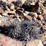 Copiapoa coquimbana var fiedleriana