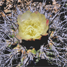 Copiapoa coquimbana fma de Trapiche
