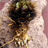 Copiapoa calderana ssp calderana