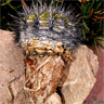 Copiapoa cinerascens