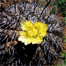 Copiapoa echinoide