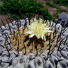 Copiapoa cinerea columna alba