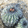 Copiapoa cinerascens var grandiflora