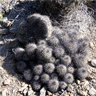 Copiapoa cinerascens var grandiflora