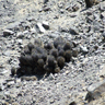 Copiapoa calderana ssp atacamensis