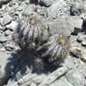 Copiapoa calderana ssp atacamensis