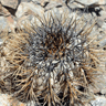 Copiapoa calderana ssp atacamensis
