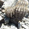 Copiapoa calderana ssp atacamensis