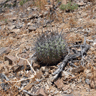 Copiapoa coquimbana var schulziana
