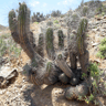Copiapoa coquimbana var schulziana