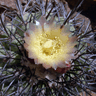 Copiapoa coquimbana var schulziana