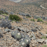 Copiapoa coquimbana var schulziana