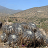 Copiapoa coquimbana var griseoviolacea