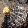 Copiapoa coquimbana var griseoviolacea