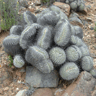 Copiapoa cinerea dealbata