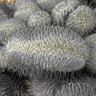Copiapoa cinerea dealbata