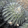 Copiapoa cinerea dealbata