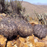 Copiapoa coquimbana var griseoviolacea