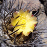 Copiapoa calderana ssp atacamensis