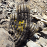 Copiapoa calderana ssp atacamensis
