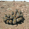 Copiapoa cinerea haseltoniana