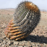 Copiapoa cinerea haseltoniana
