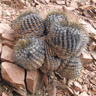 Copiapoa cinerea haseltoniana