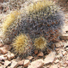 Copiapoa cinerea haseltoniana