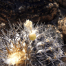 Copiapoa cinerea haseltoniana