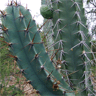 Cereus forbesii