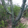 Cereus forbesii