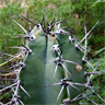 Cereus forbesii