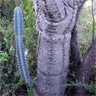 Cereus forbesii