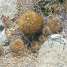 Neoporteria senilis