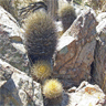 Neoporteria senilis
