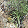 Neoporteria senilis