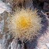 Neoporteria senilis