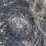Gymnocalycium gibbosum chubutense