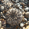 Gymnocalycium gibbosum chubutense