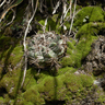 Gymnocalycium mostii mostii