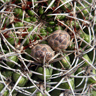 Gymnocalycium mostii mostii