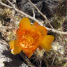 Cumulopuntia sphaerica (Opuntia berteri)