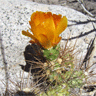 Cumulopuntia sphaerica (Opuntia berteri)